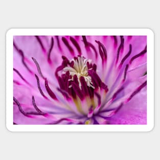 Close up Clematis Sticker